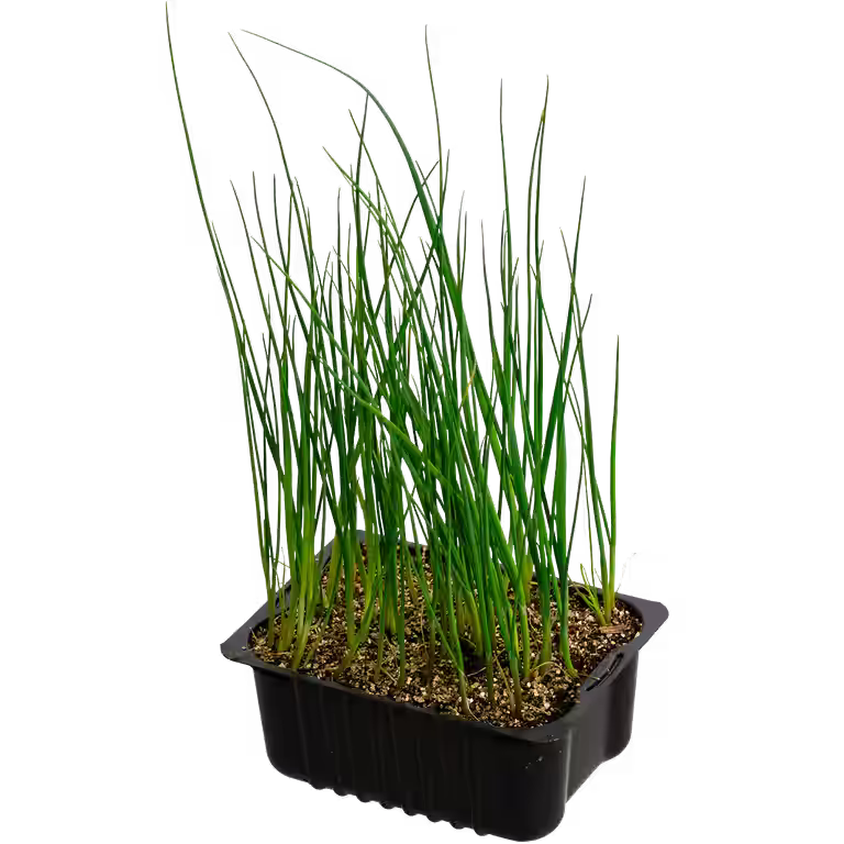 Leek 'Prelina' box 14 cm