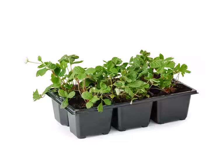 Fragaria vesca 'Rügen' 6-pack