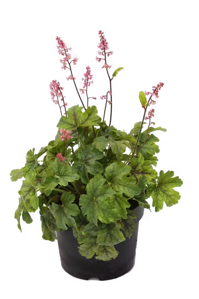 Heuchera Green 15cm
