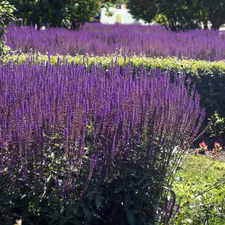 Salvia x sylvestris 'Mainacht'