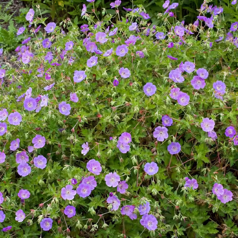 Geranium 'Rozanne'