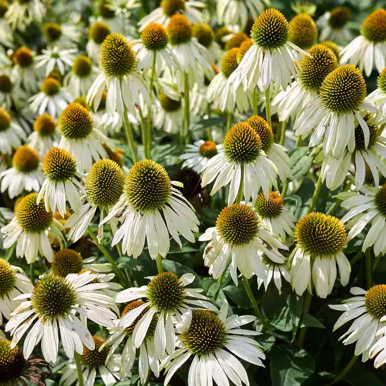 Echinacea purpurea 'Alba'