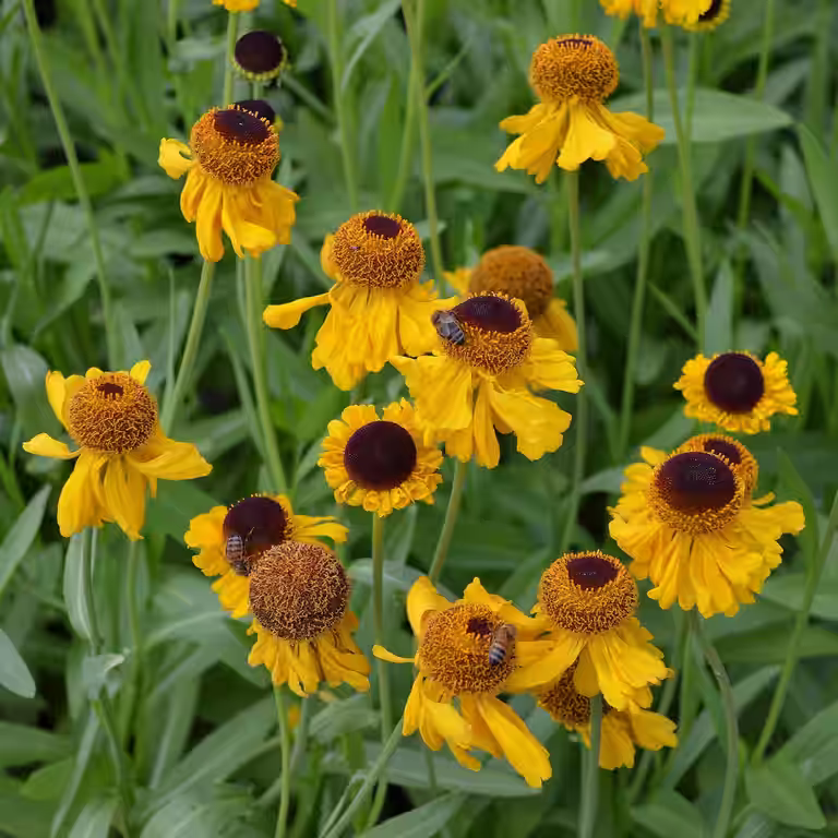 Helenium (Autumnale-Group) 'The Bishop'