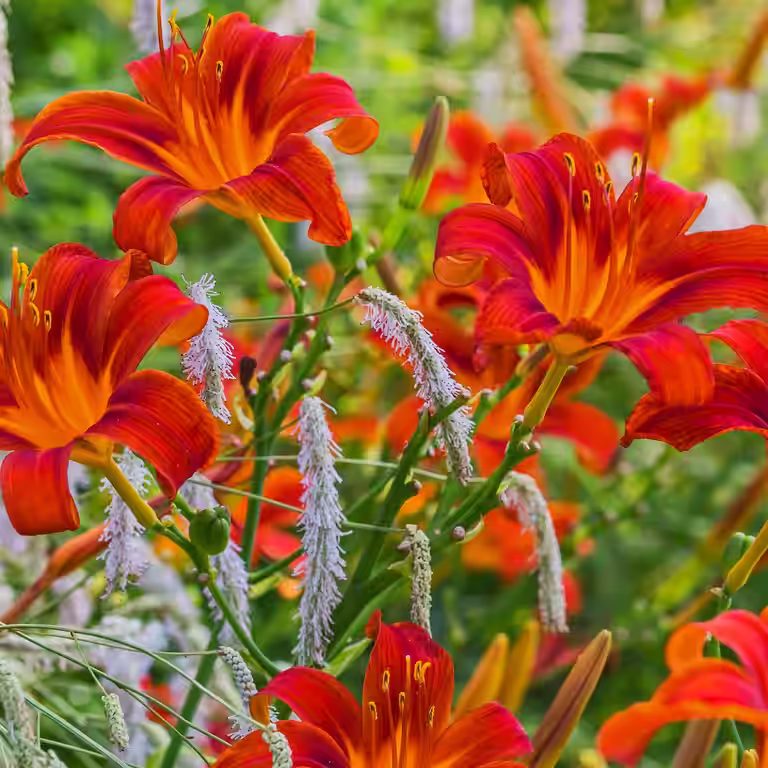 Hemerocallis 'Sammy Russell'