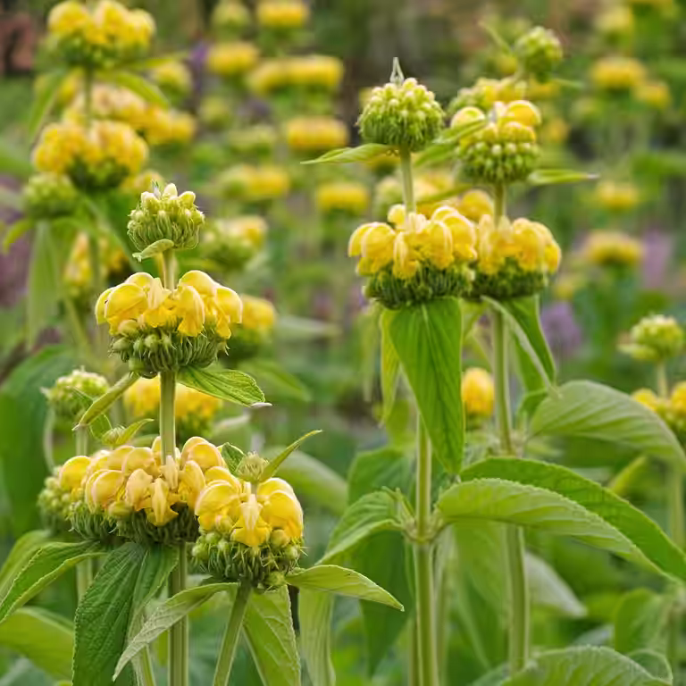 Phlomis russeliana
