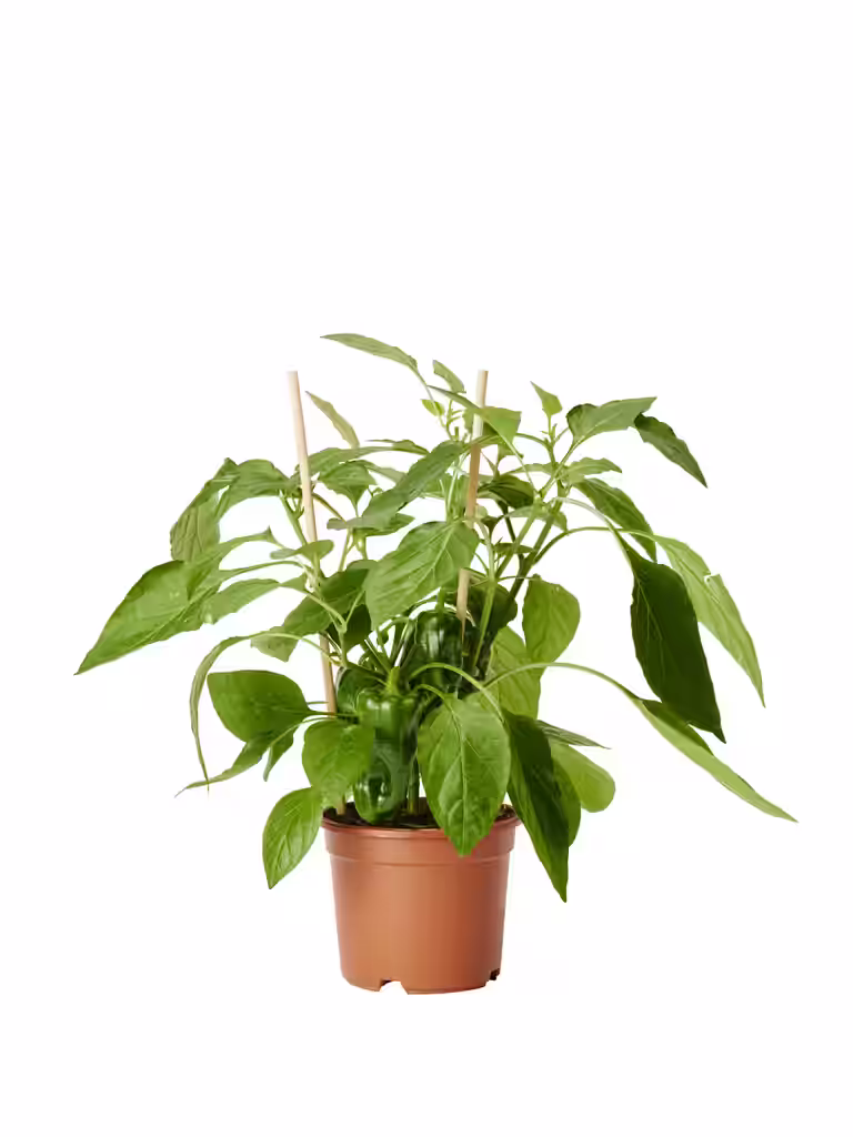 Ready Snack Pepper Red 14 cm