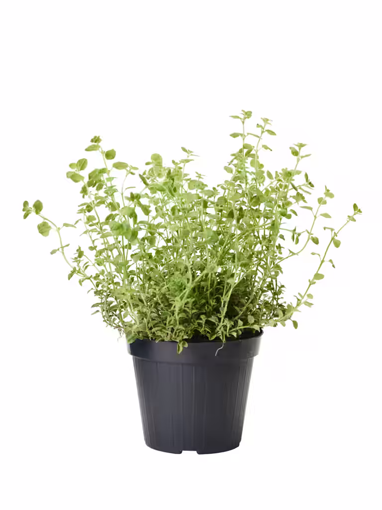 Origanum vulgare 17 cm