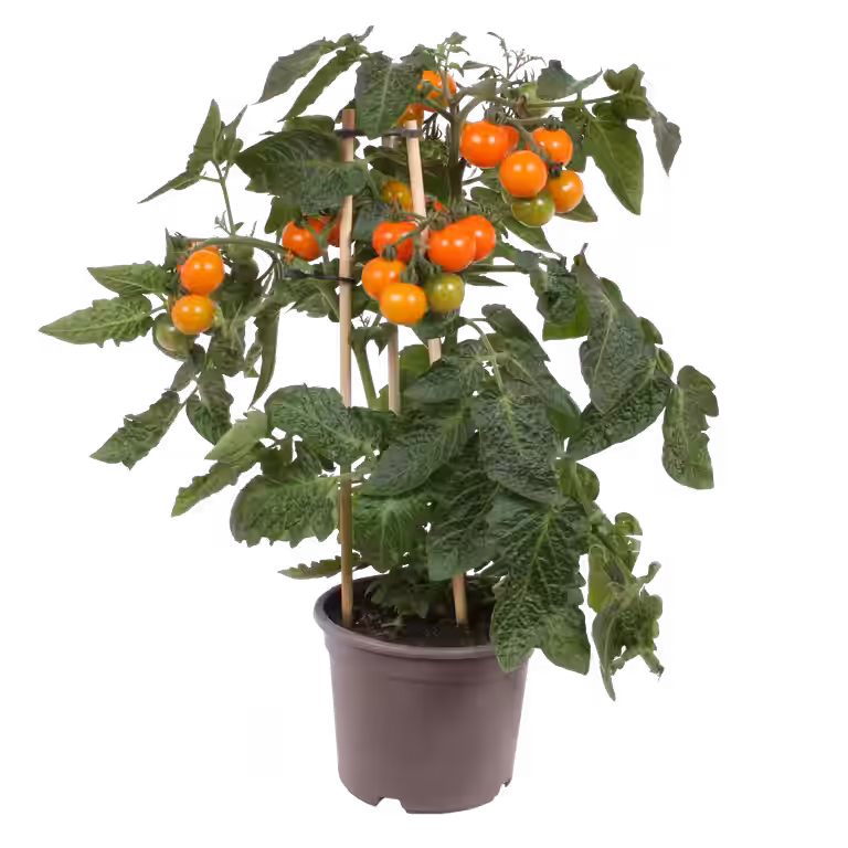 Ready Cherry Tomato Orange 14 cm