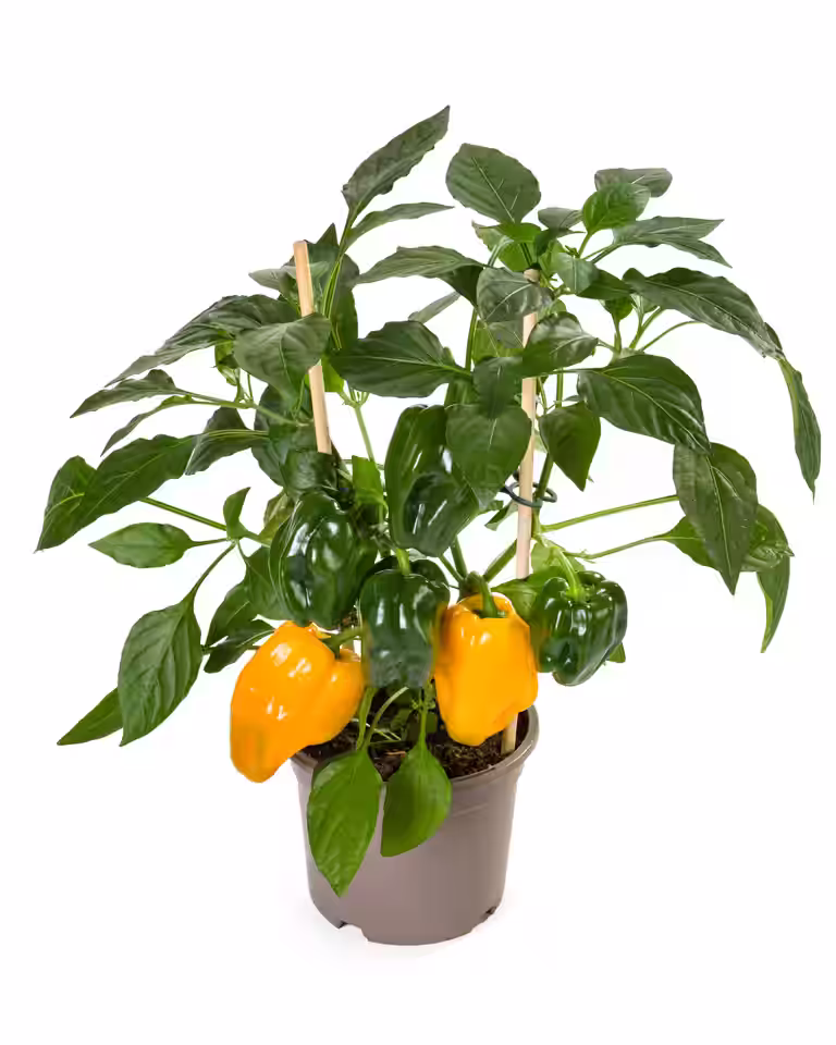 Ready Peper Yellow 14 cm