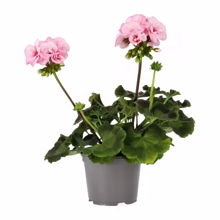 Pel. z. 'Estelle' 14 cm