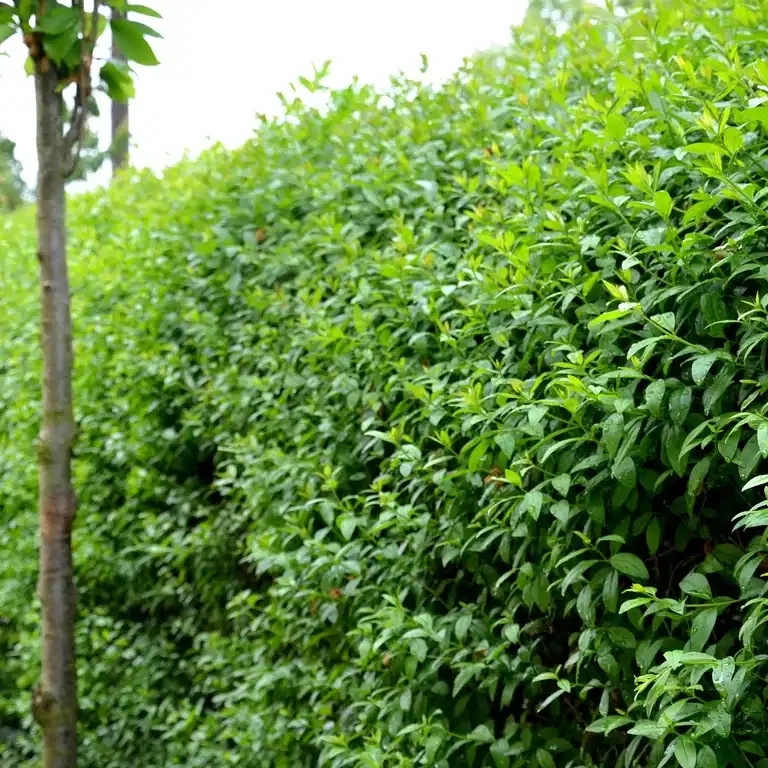 Liguster 'Atrovirens'