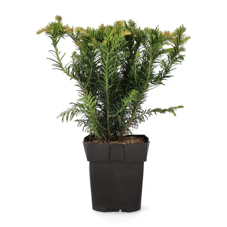 Europabarlind 'Repandens'