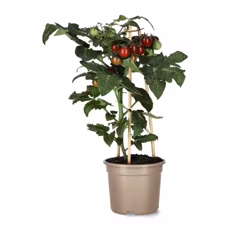 Ready Cocktail Tomato Brown 14 cm