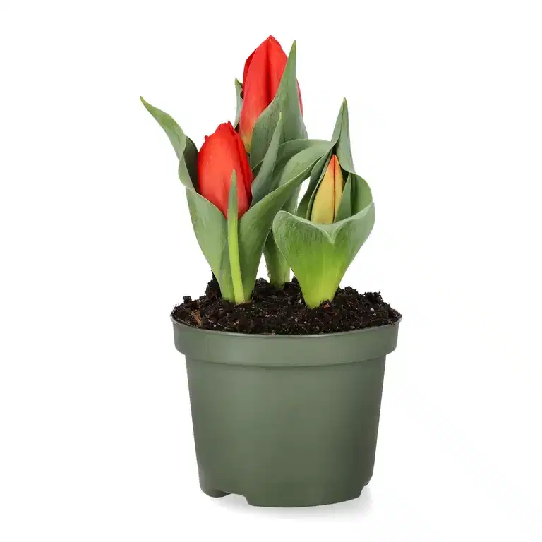 Tulipan 'Double You' 
