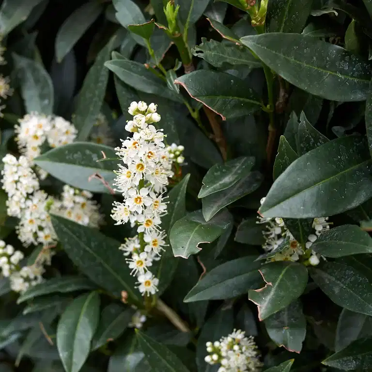 Laurbærhegg 'Otto Luyken'