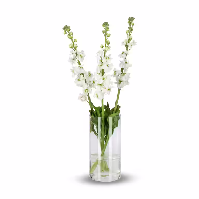 Matthiola
