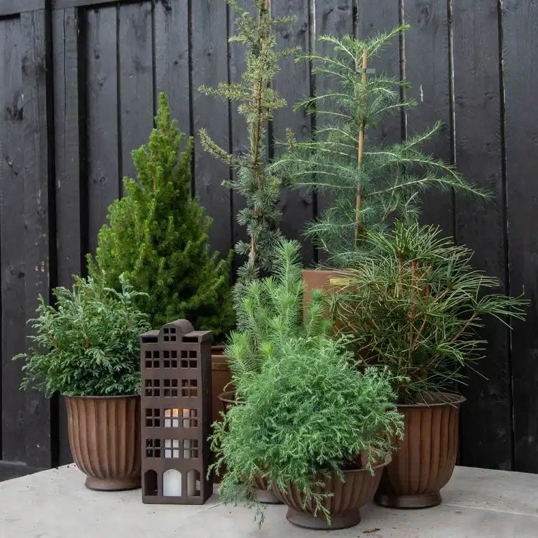 Member offer: 20% off all evergreen conifers