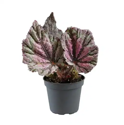 Rexbegonia mini mix