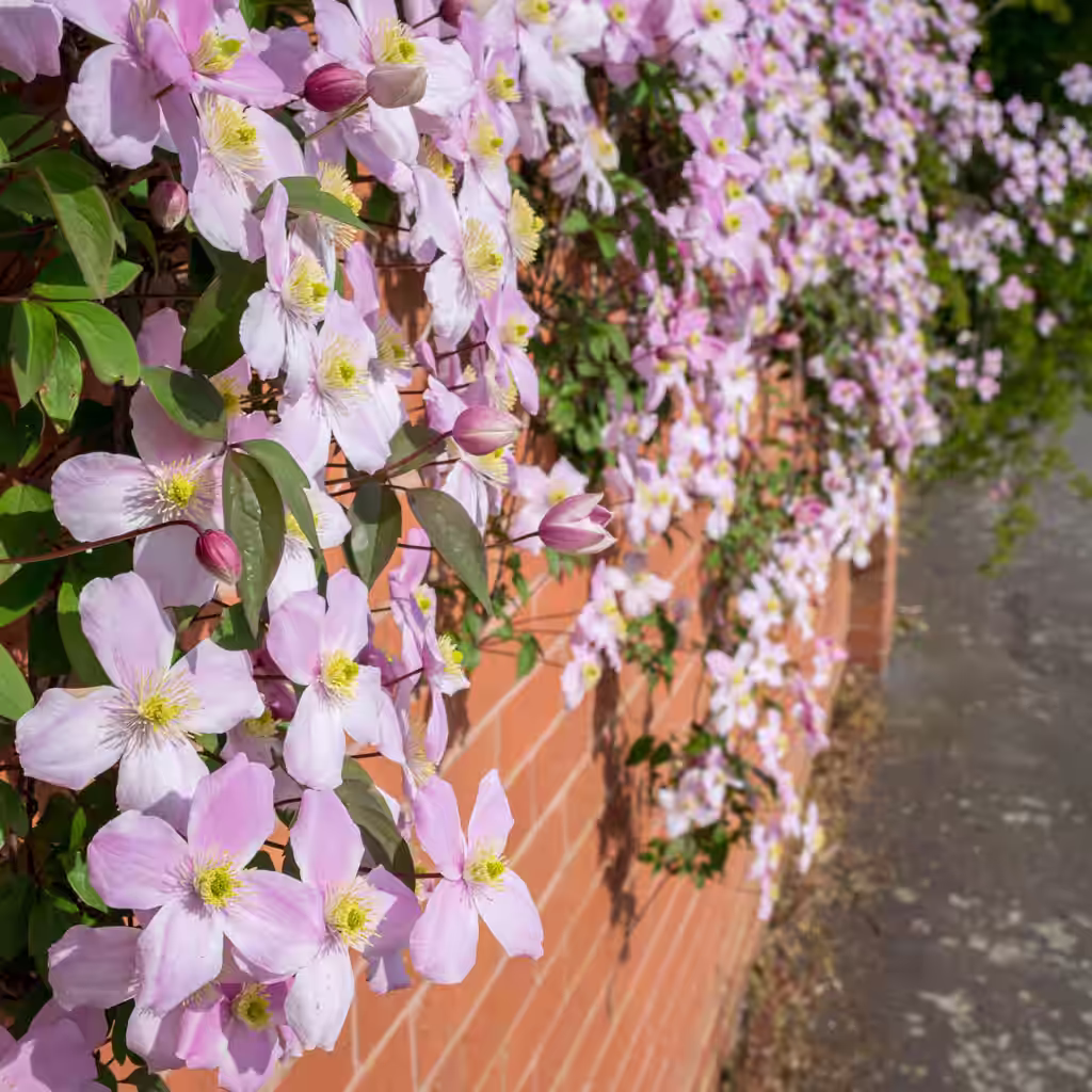 Clematis – planting and care