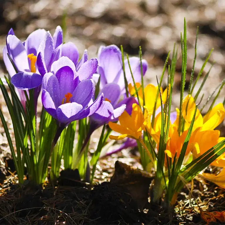 70 % off on all autumn bulbs