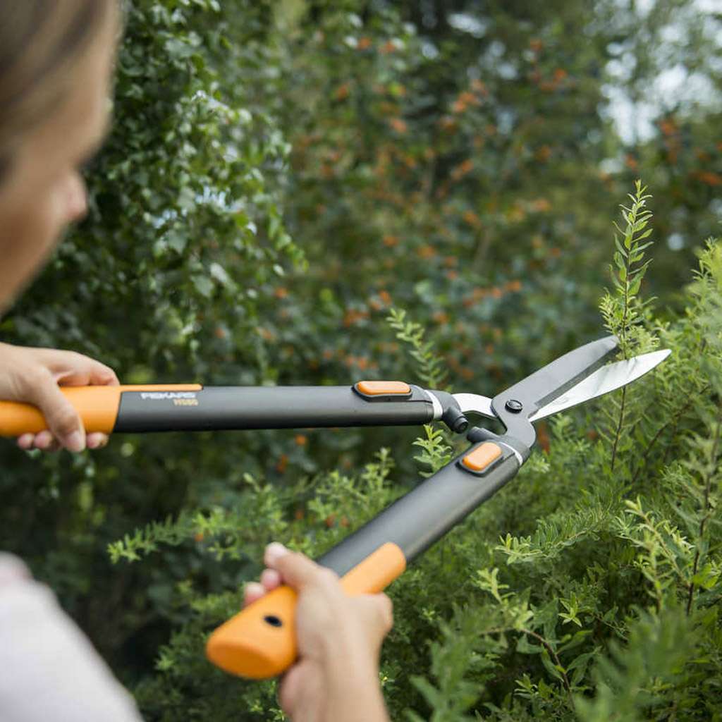 Image of Beskjæring