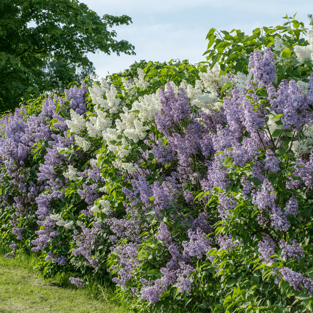 Image of Hekkplanter 6 for 5