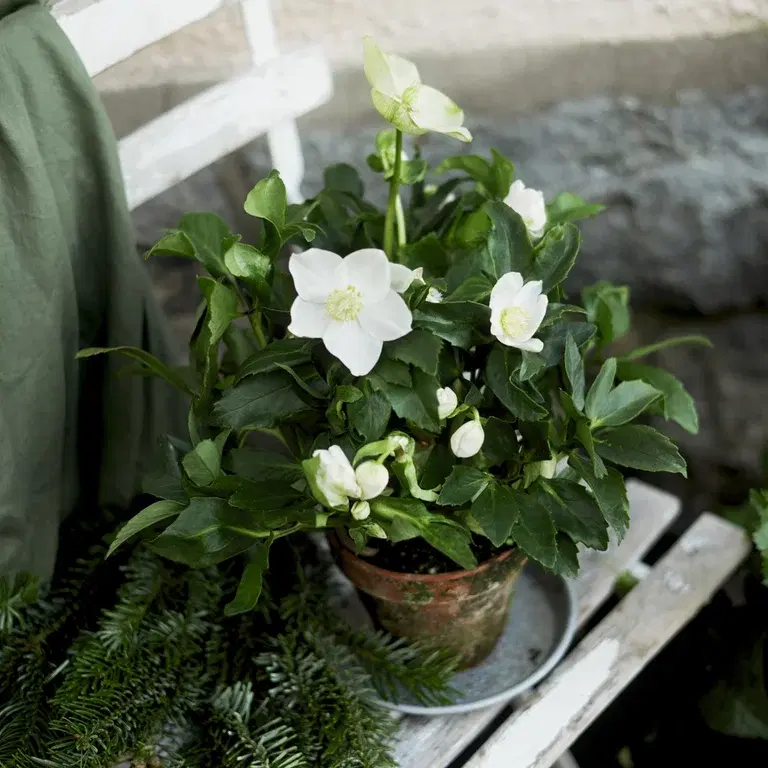 Christmas roses - facts and advice on care