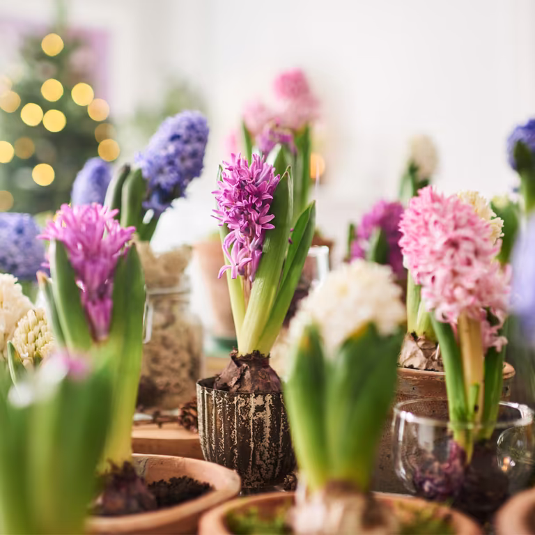 Hyacinth - care tips and facts