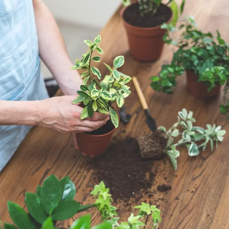 Replanting - how to succeed