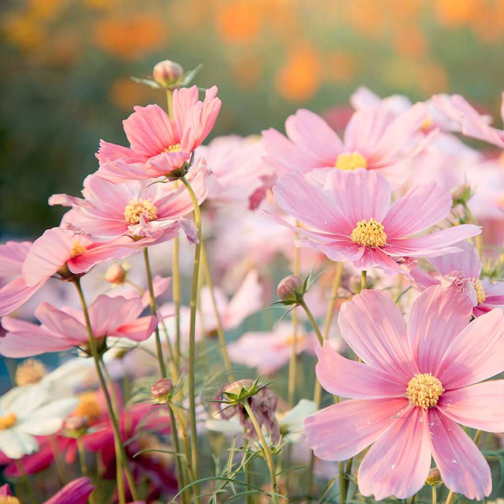 Sow your summer flowers from seeds directly in the garden bed