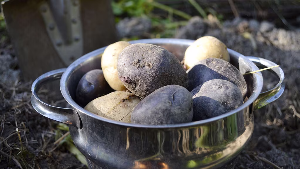 4 vegetables you can grow yourself