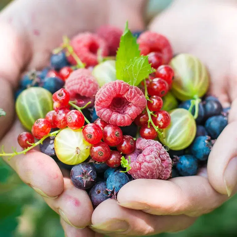 Vitamin-rich fruits and berries you can grow yourself