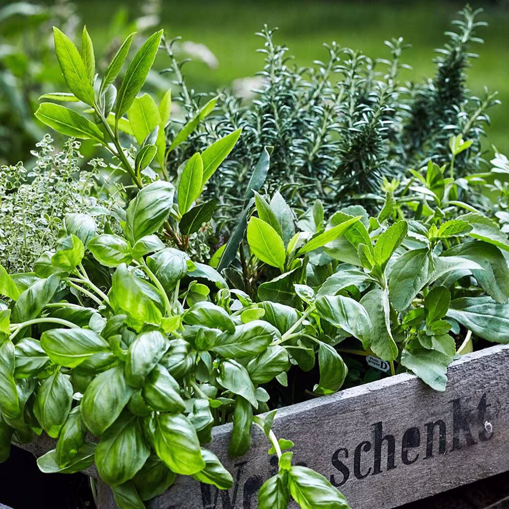 How to succeed in growing your own herbs
