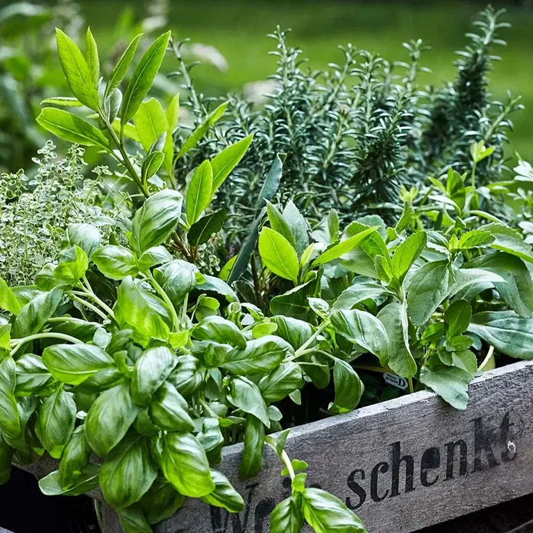 How to succeed in growing your own herbs