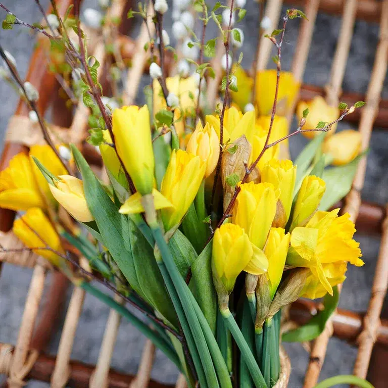 Daffodil in three ways
