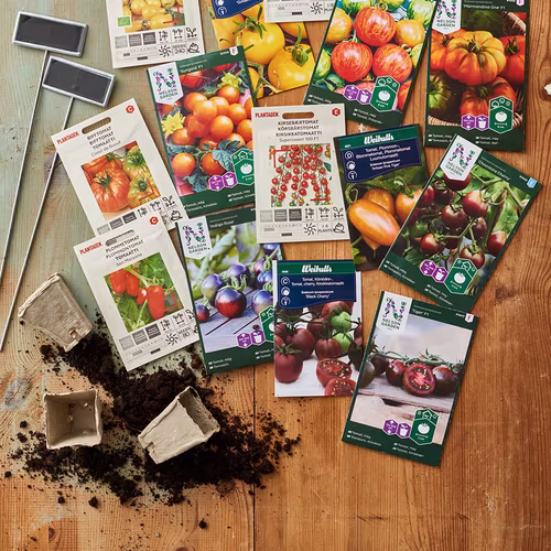 Seed school - sow from seed indoors