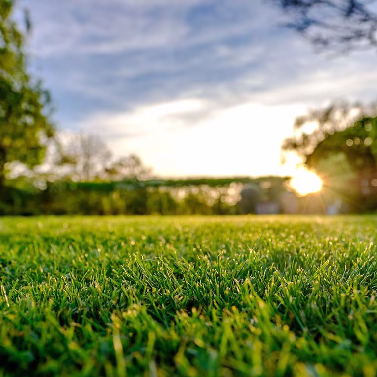 Perfect lawn - all year