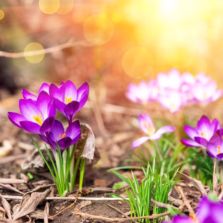 Spring garden calendar – What to do in your garden now