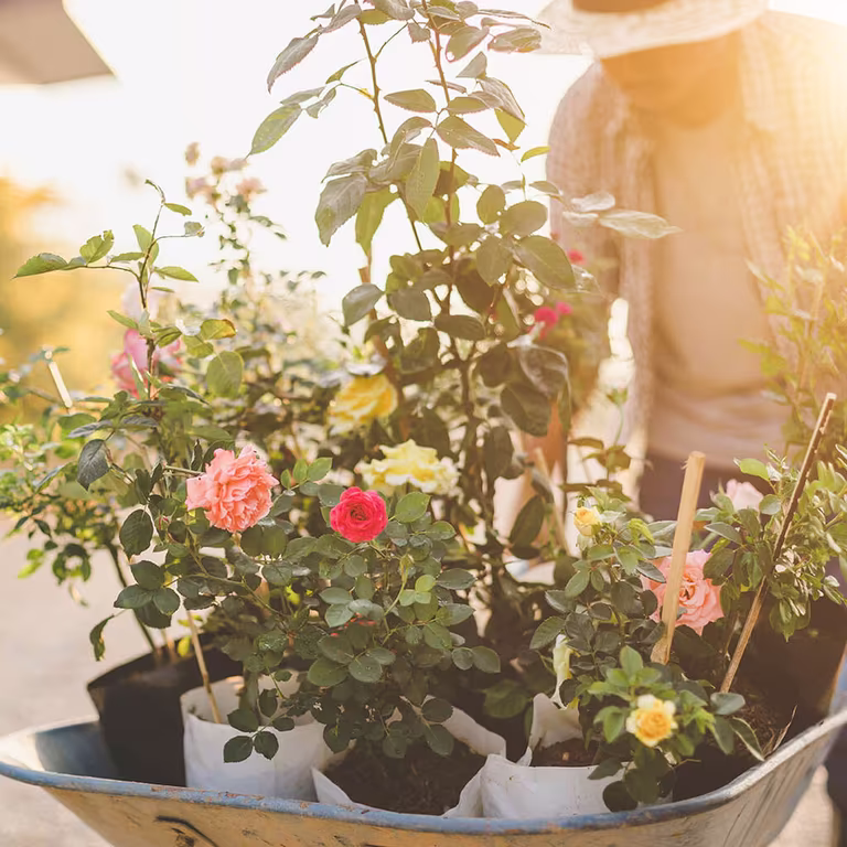 Creating a rose garden – how to succeed