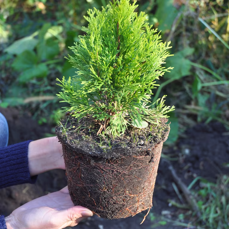 Plant a hedge – how to succeed