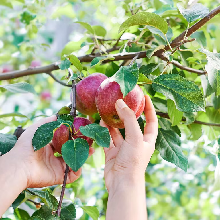  Fruit trees - how to succeed 