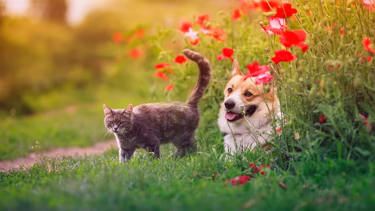 This is how you create a wonderful garden for dogs and cats