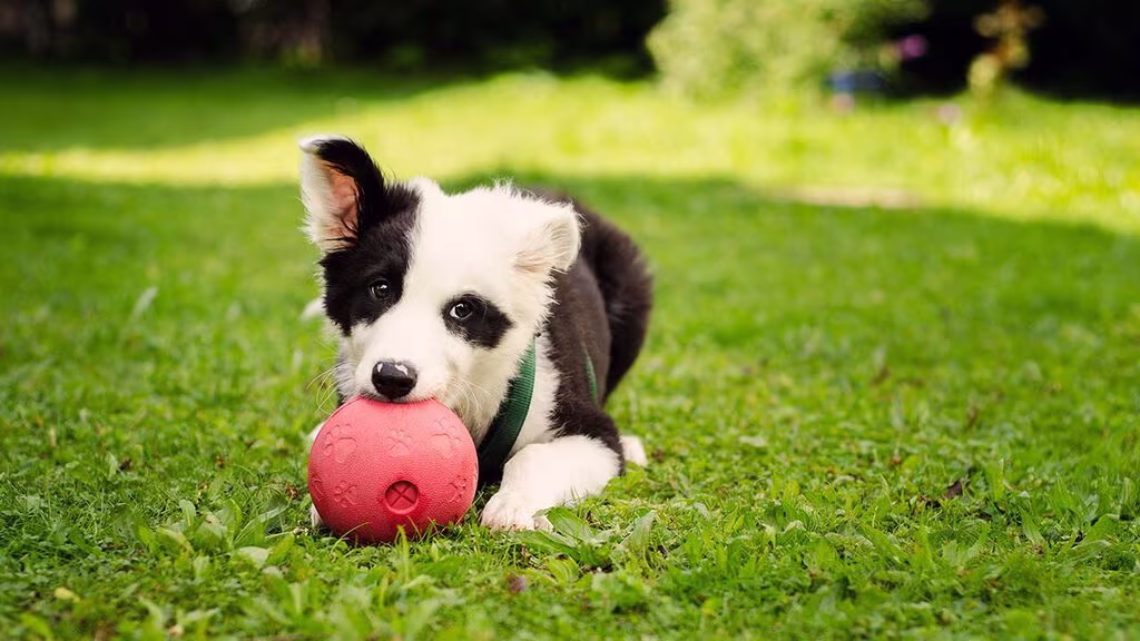 Puppy: 8 things you should have when your puppy moves in