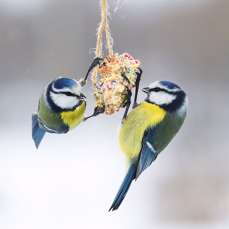 Fuglemating – slik lykkes du 