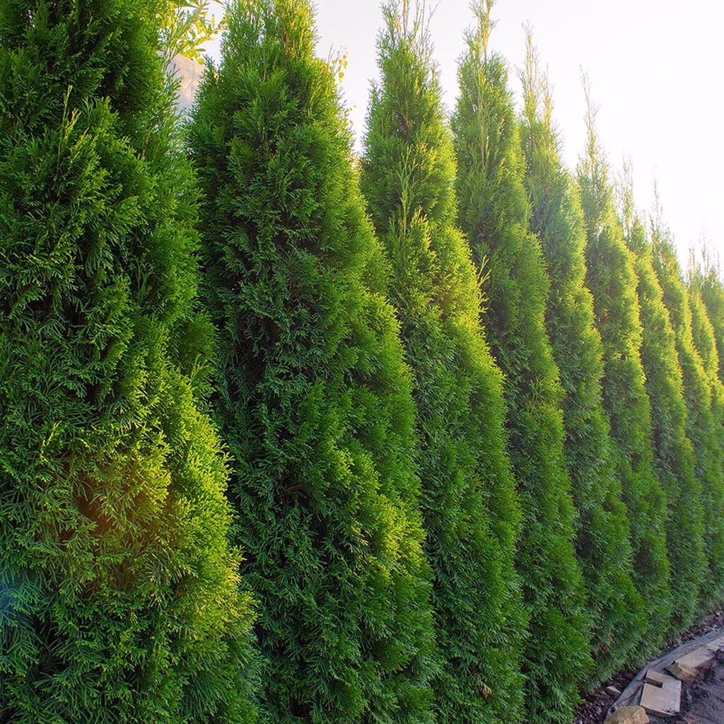 Five evergreen hedges