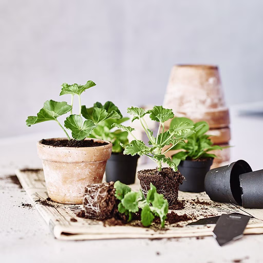 Ta stiklinger av potteplanter 