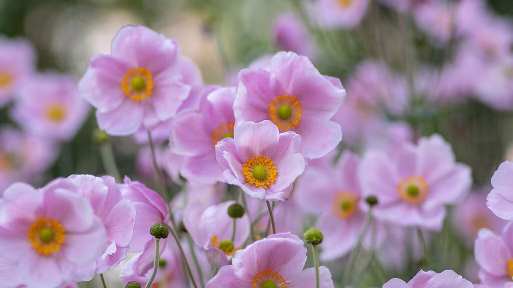 How to create an allergy-friendly garden