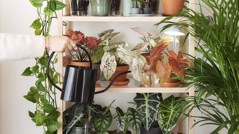 Watering indoor plants – How to succeed