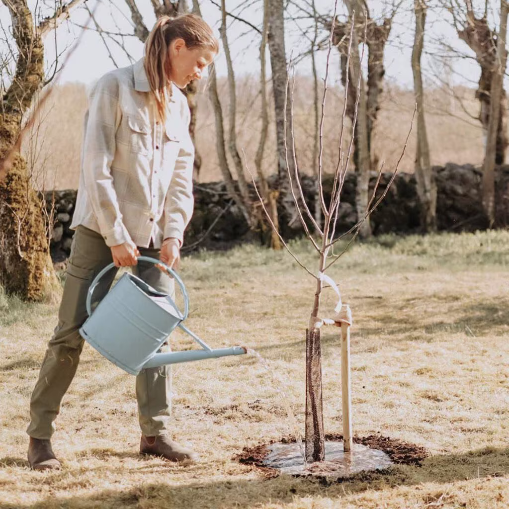 This is how you plant fruit trees - the gardener's best tips
