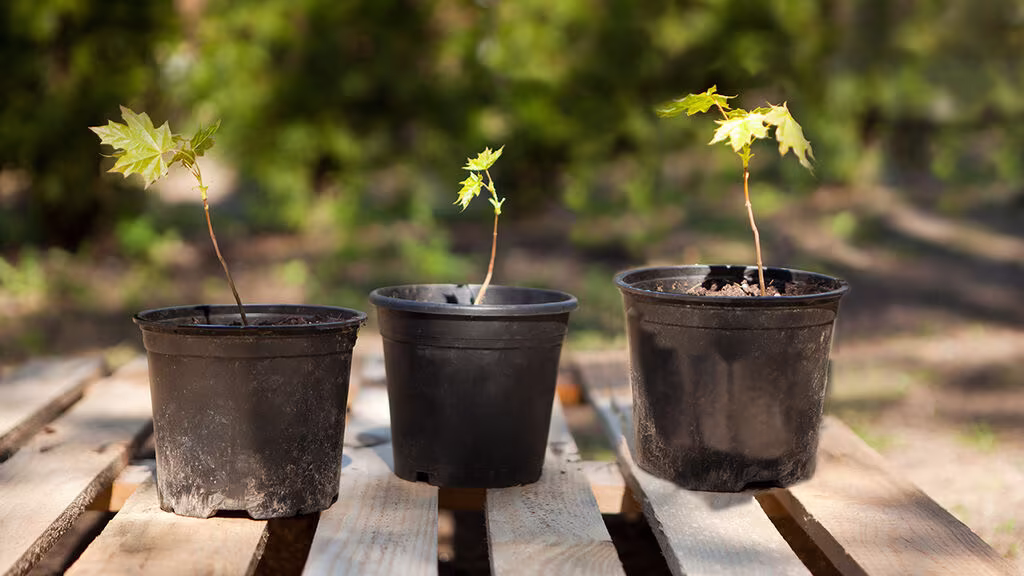 This is how you propagate plants into cute mini-trees
